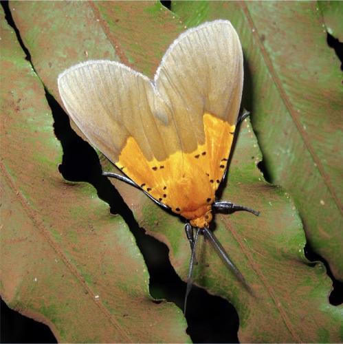 Asota borbonica